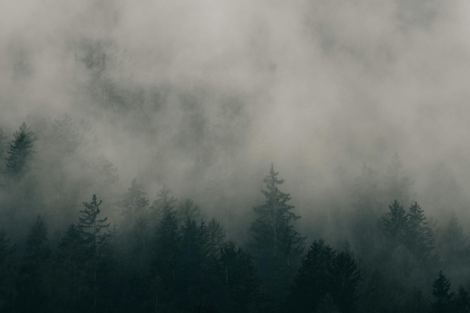 Tannwald im Morgennebel